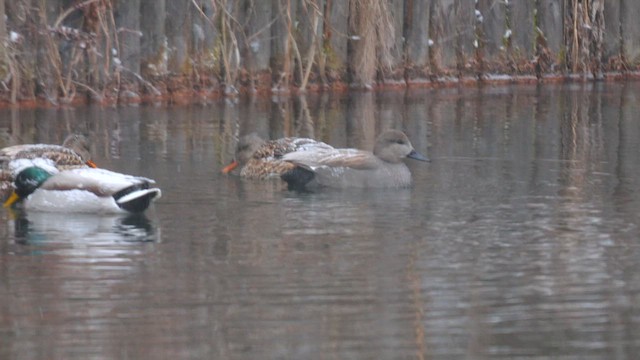 Gadwall (Common) - ML642008099