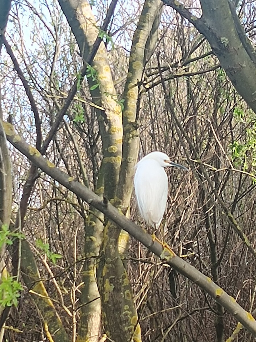 Snowy Egret - ML642008104
