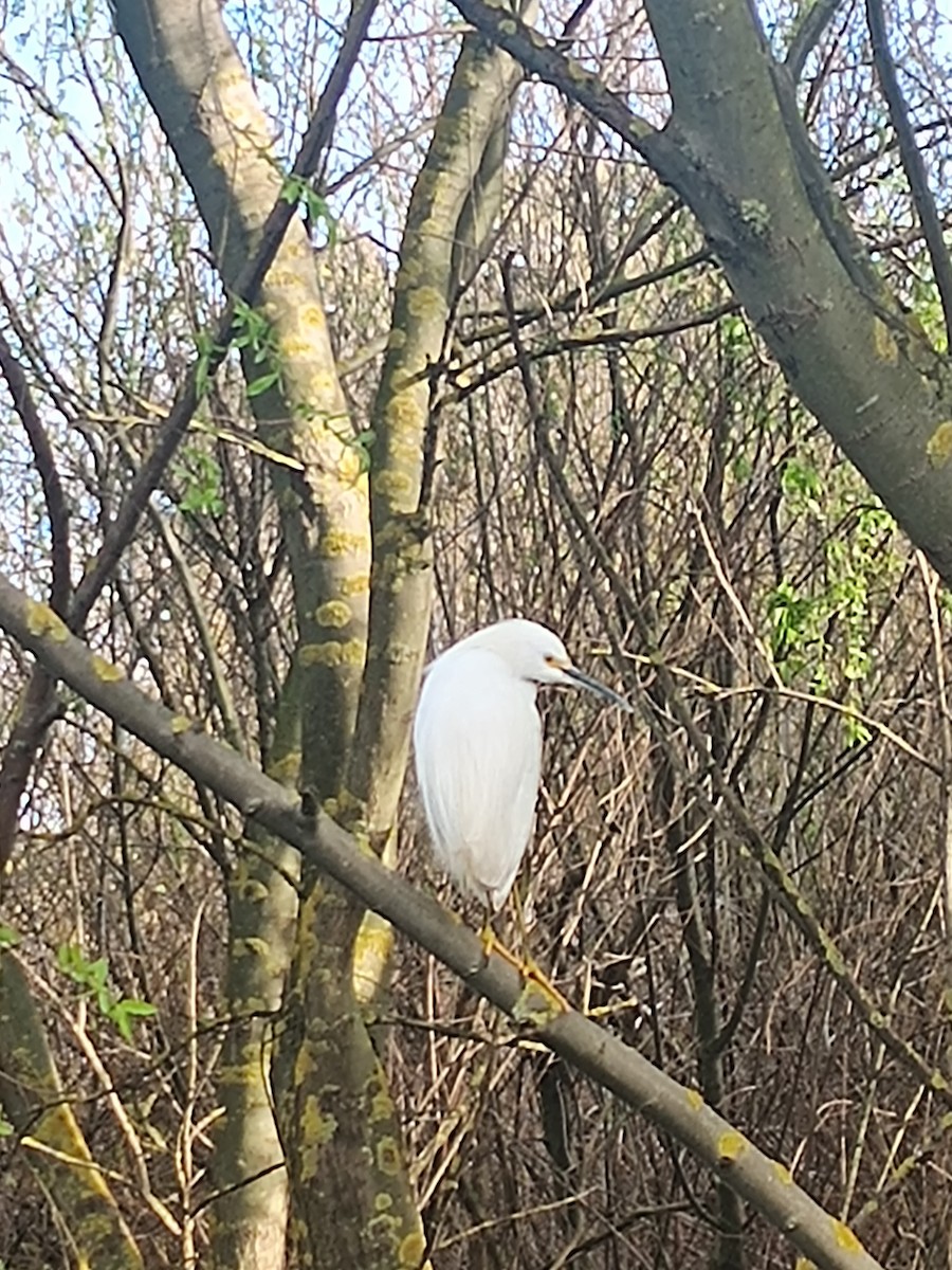 Snowy Egret - ML642008105
