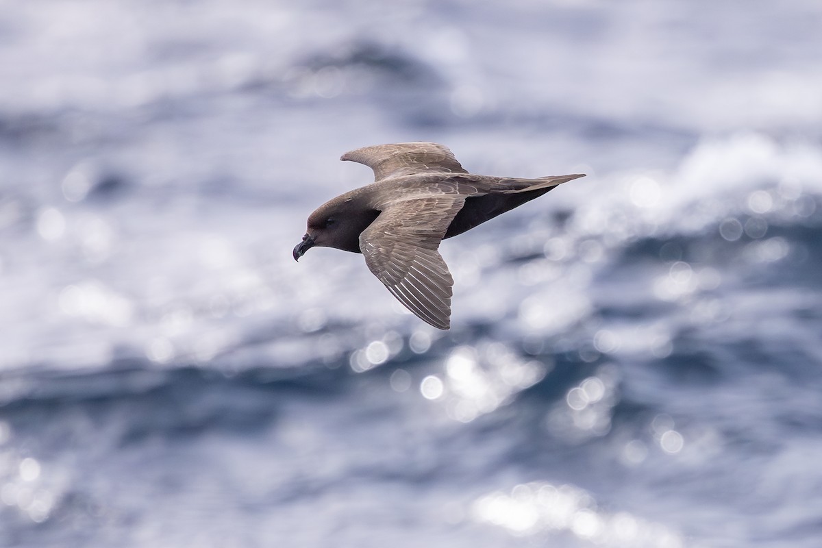 Great-winged Petrel - ML642008106