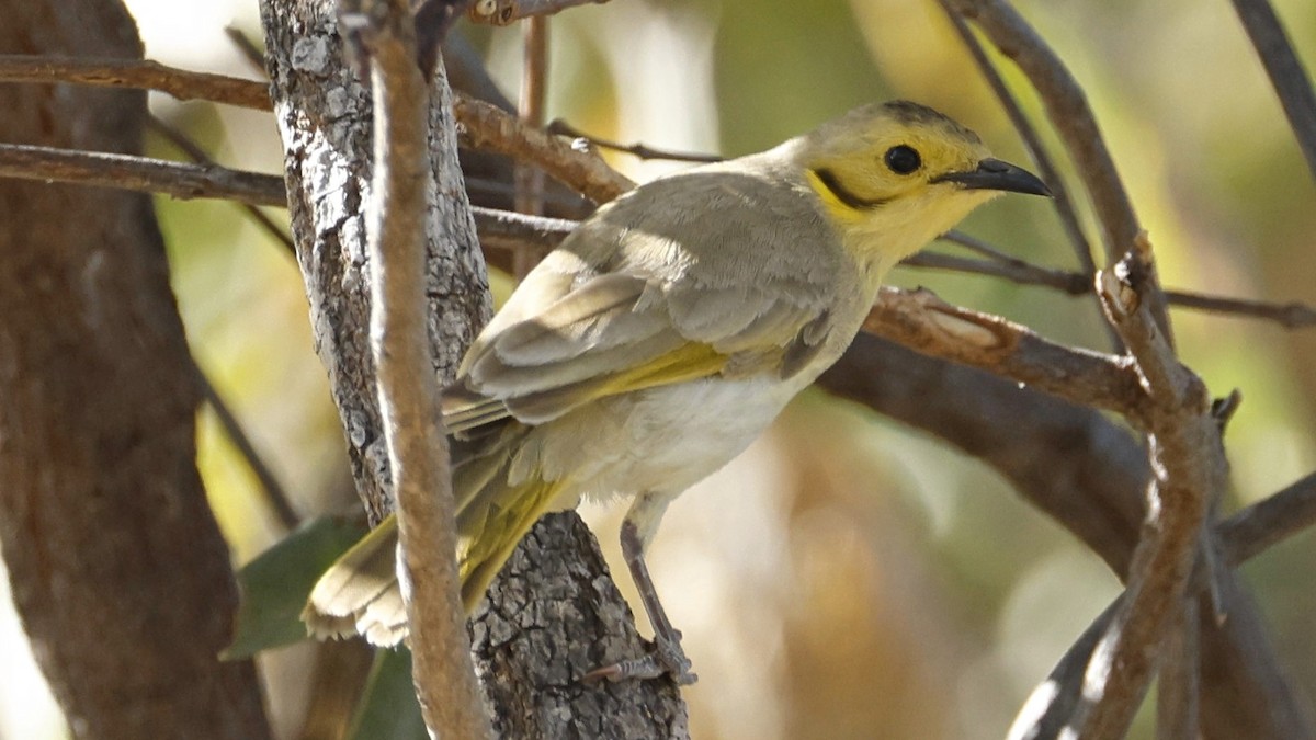 Yellow-tinted Honeyeater - ML642008123