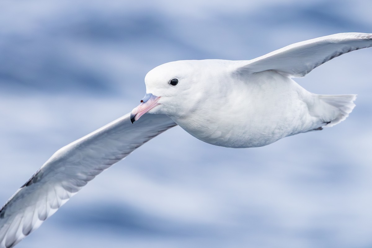 Southern Fulmar - ML642008136