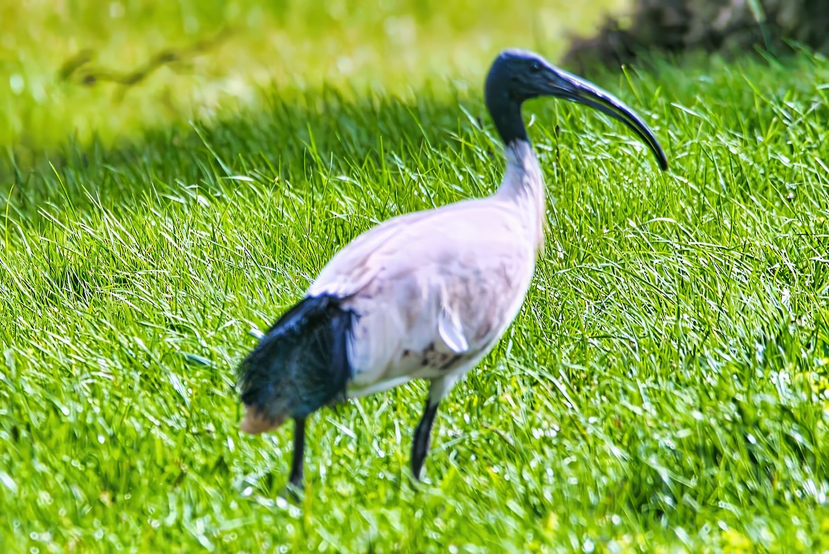 Australian Ibis - ML642008142