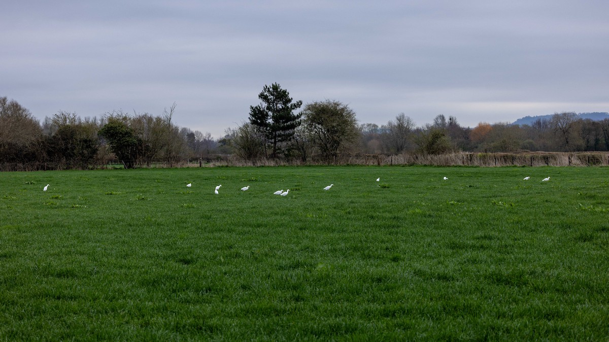Western Cattle-Egret - ML642008145