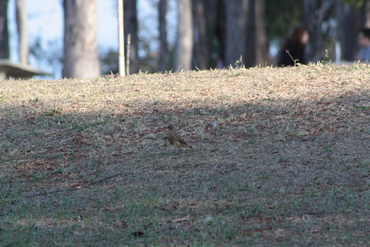 Rufous Hornero - ML642008148