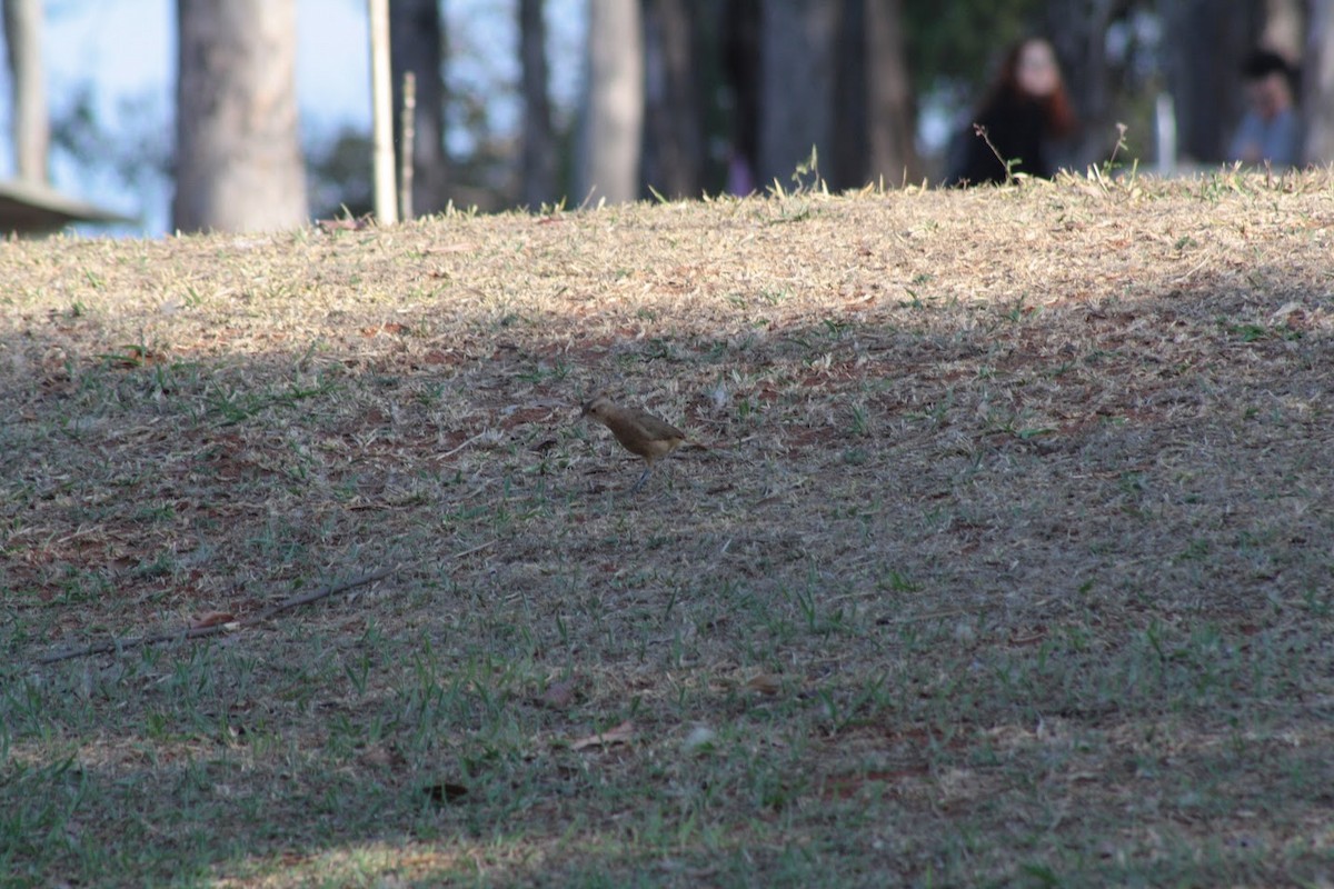 Rufous Hornero - ML642008152