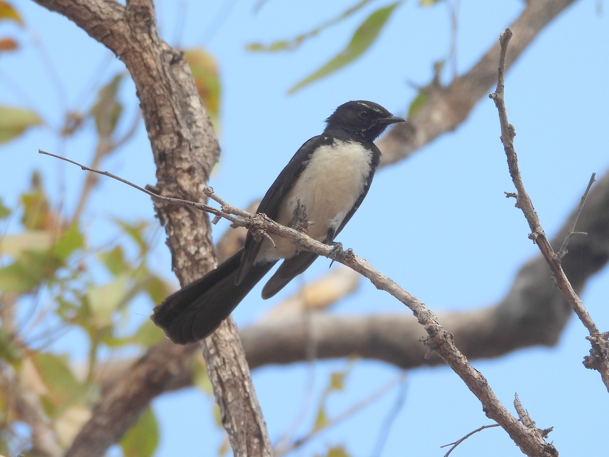 Willie-wagtail - ML642008168