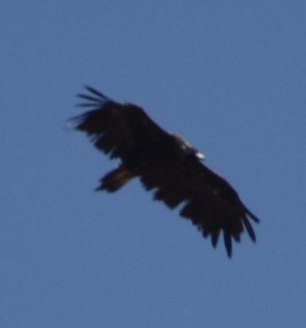 Cinereous Vulture - ML642008183