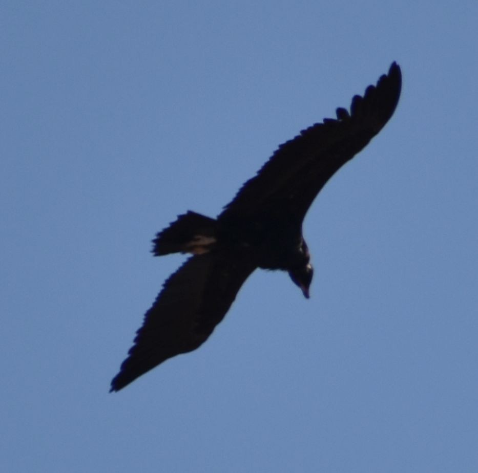 Cinereous Vulture - ML642008184