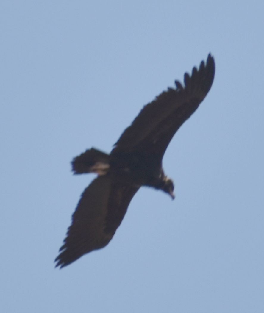 Cinereous Vulture - ML642008185