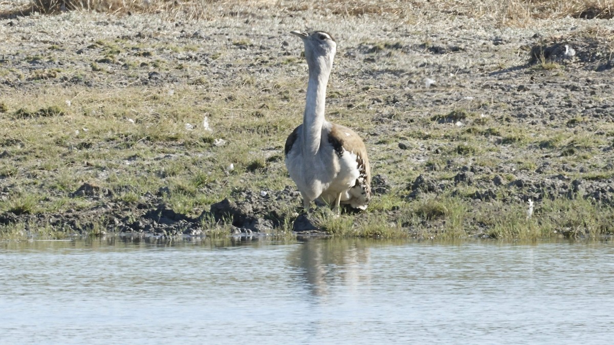 australtrappe - ML642008186