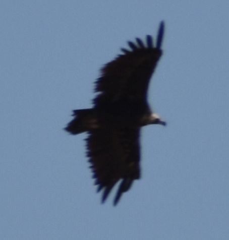 munkegribb - ML642008196