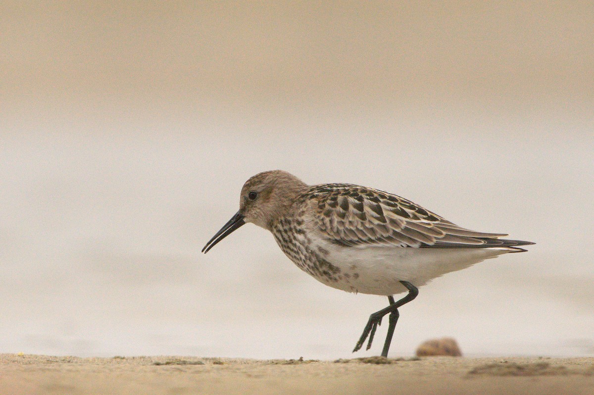 sandløper - ML642008198