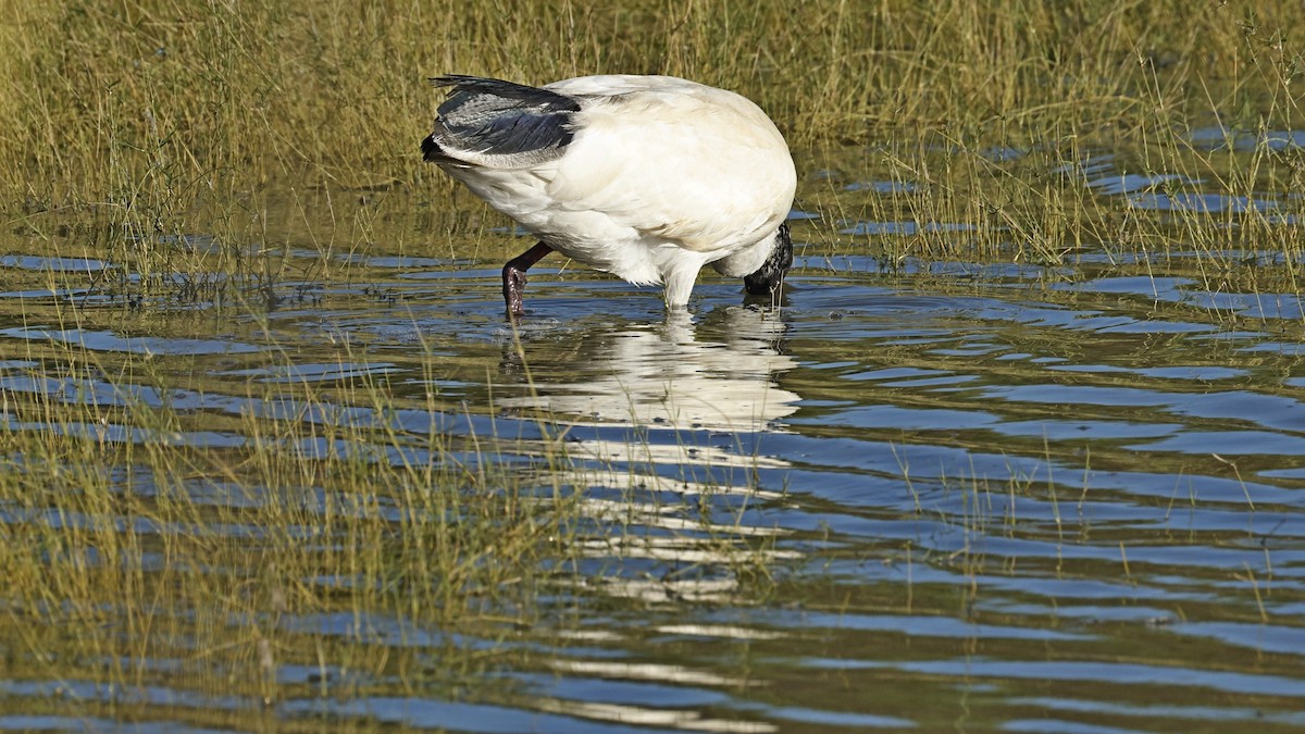 australibis - ML642008201
