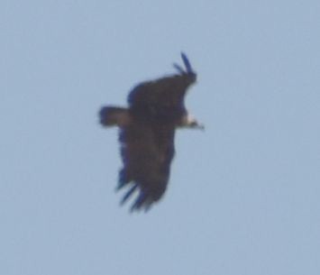 munkegribb - ML642008208
