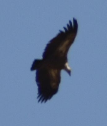 munkegribb - ML642008210