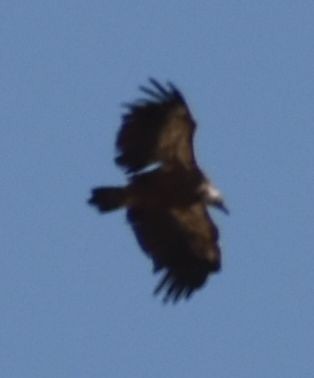 munkegribb - ML642008211