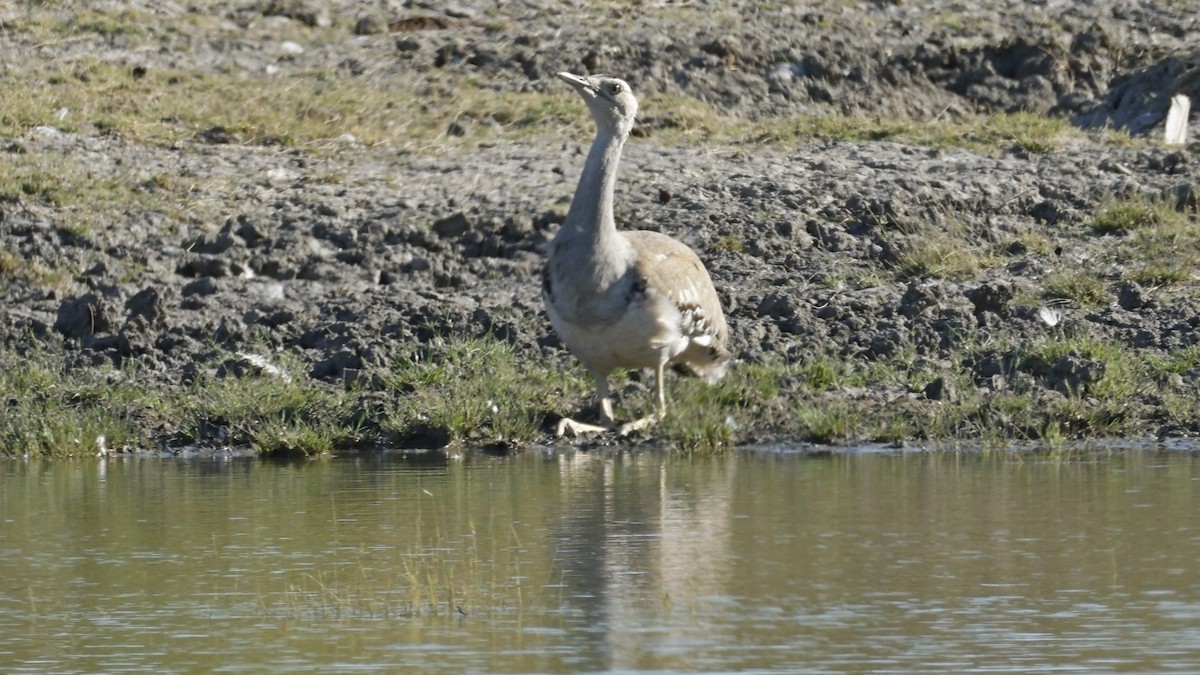 Australian Bustard - ML642008230