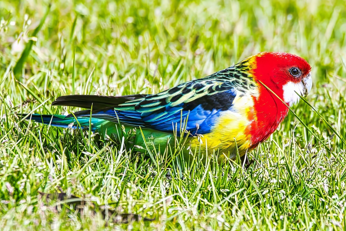 Eastern Rosella - ML642008232