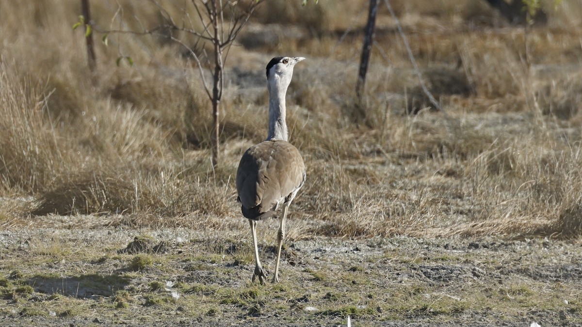 Australian Bustard - ML642008236