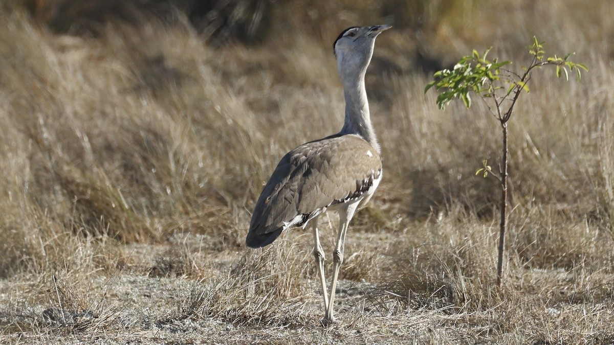 Australian Bustard - ML642008240