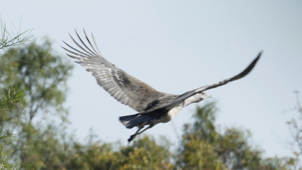 Australian Bustard - ML642008242