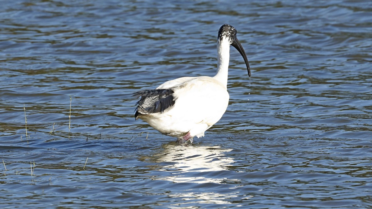 Australian Ibis - ML642008243