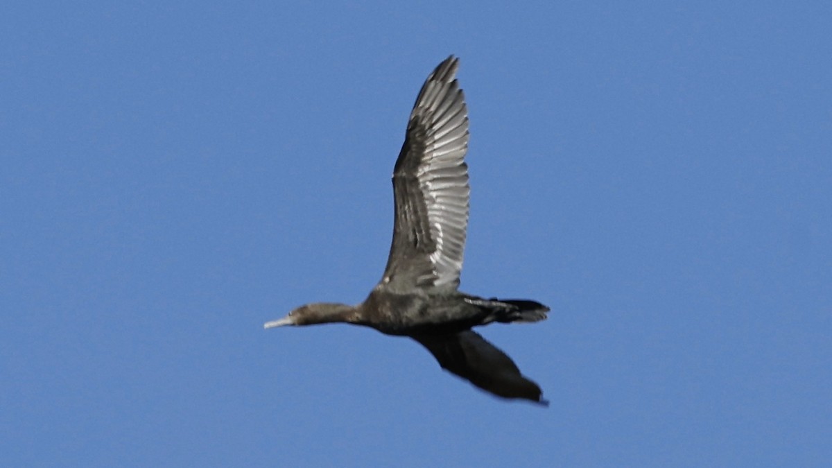 Little Black Cormorant - ML642008246