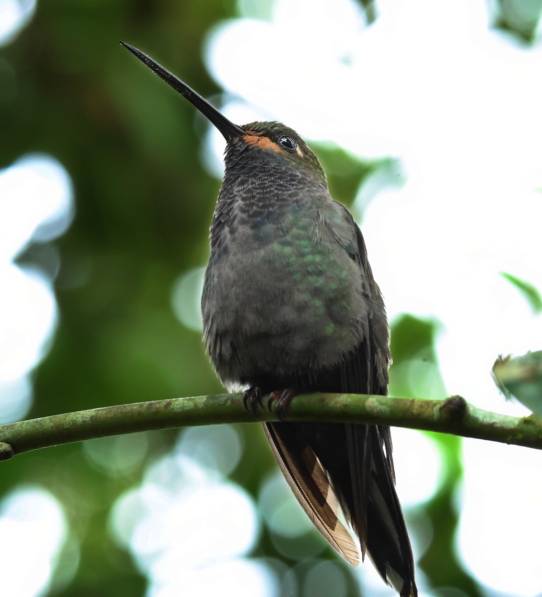 Rufous-gaped Hillstar - ML642008247