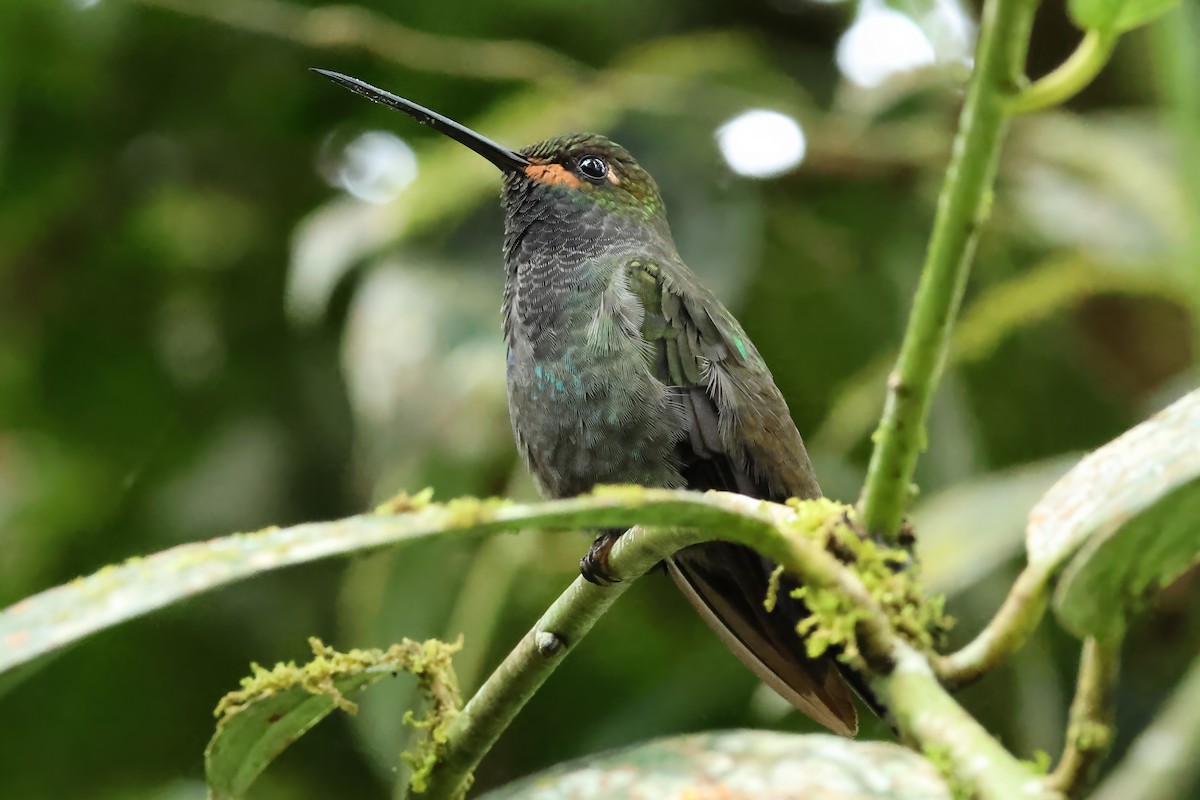 Rufous-gaped Hillstar - ML642008248