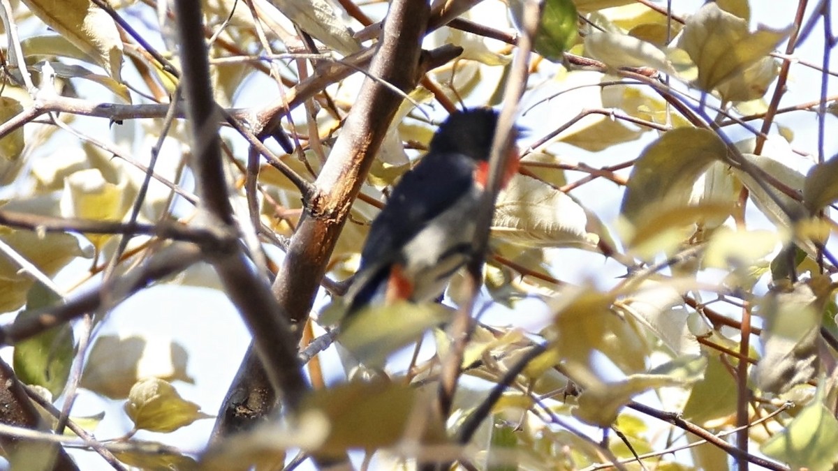 Mistletoebird - ML642008250