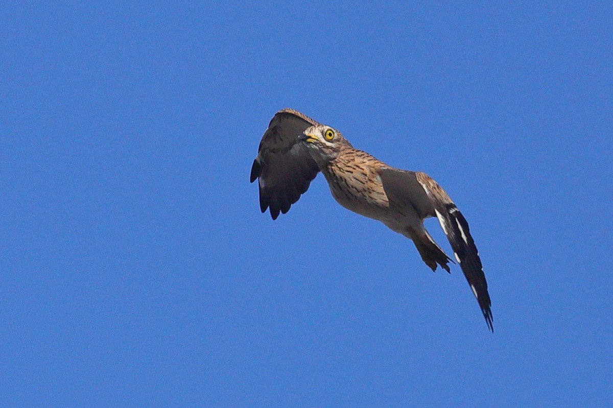 כרוון מצוי - ML642008255