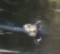 ברכיה - ML642008257