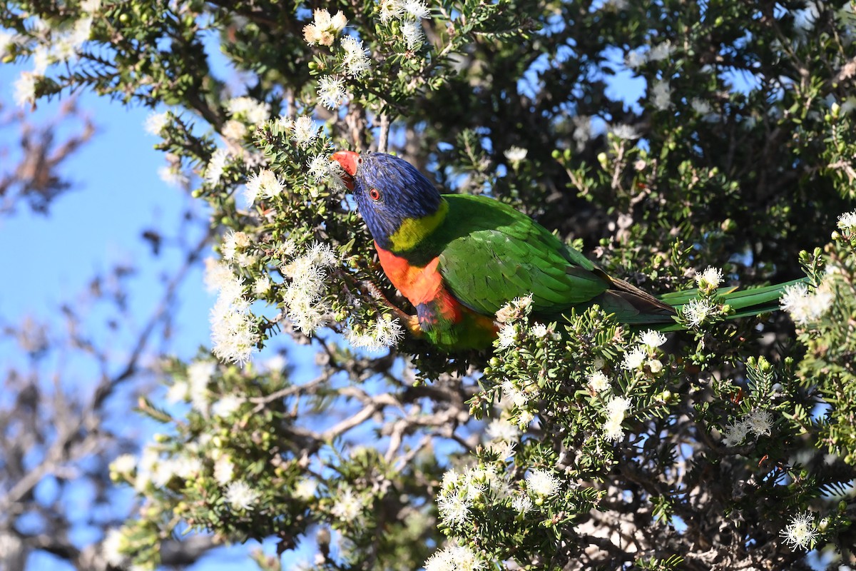Rainbow Lorikeet - ML642008294