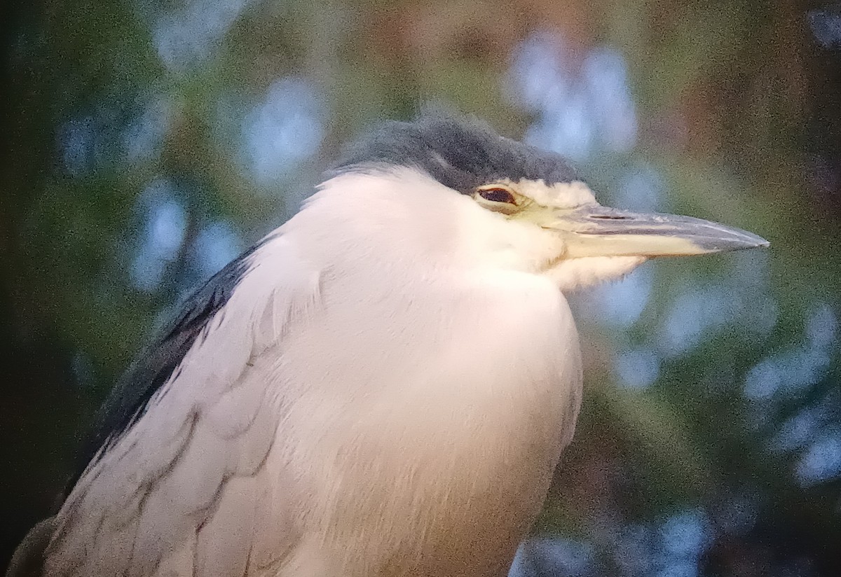 Black-crowned Night Heron - ML642008297