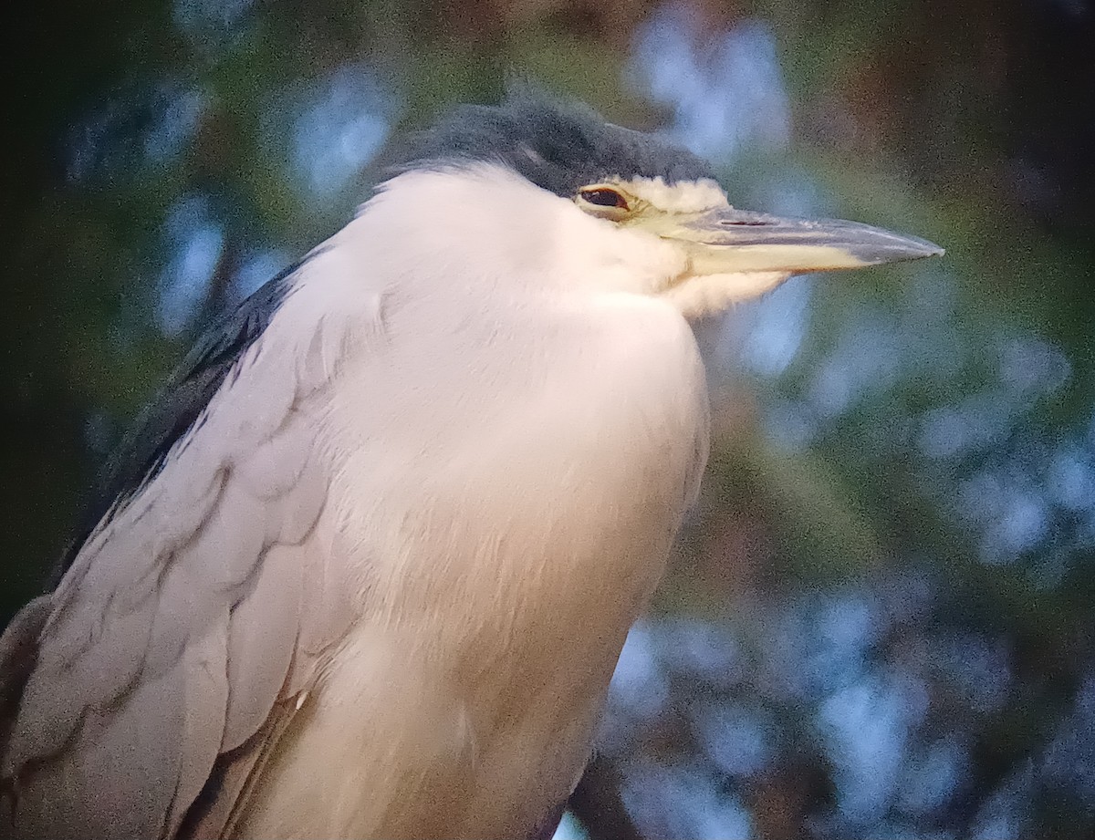 Black-crowned Night Heron - ML642008298