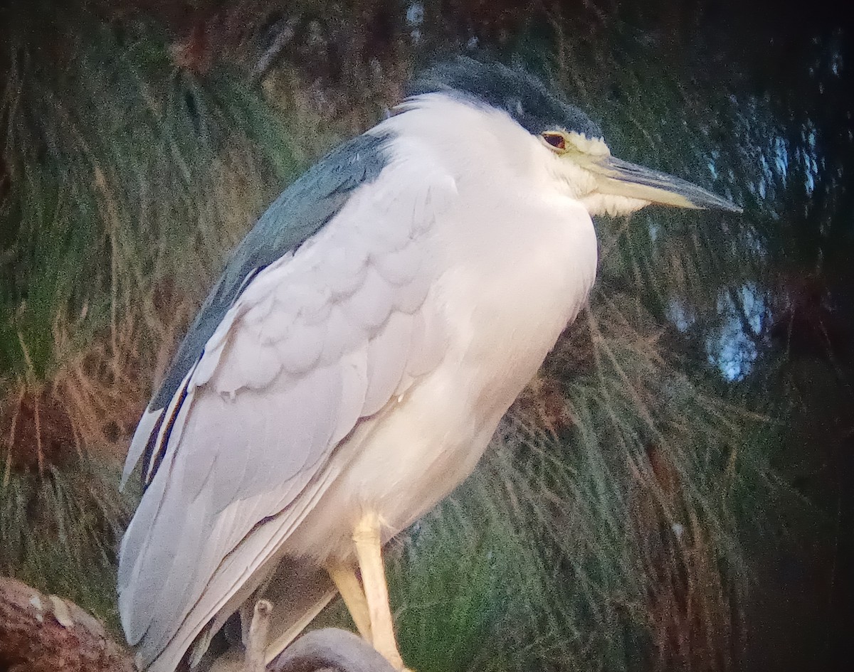 Black-crowned Night Heron - ML642008299