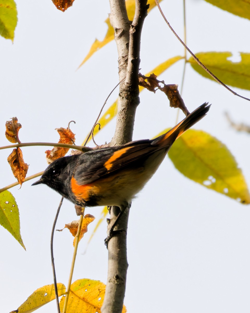 American Redstart - ML642008303