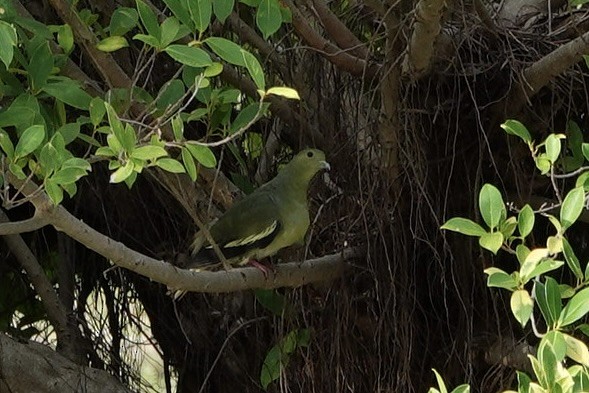 Pink-necked Green-Pigeon - ML642008312