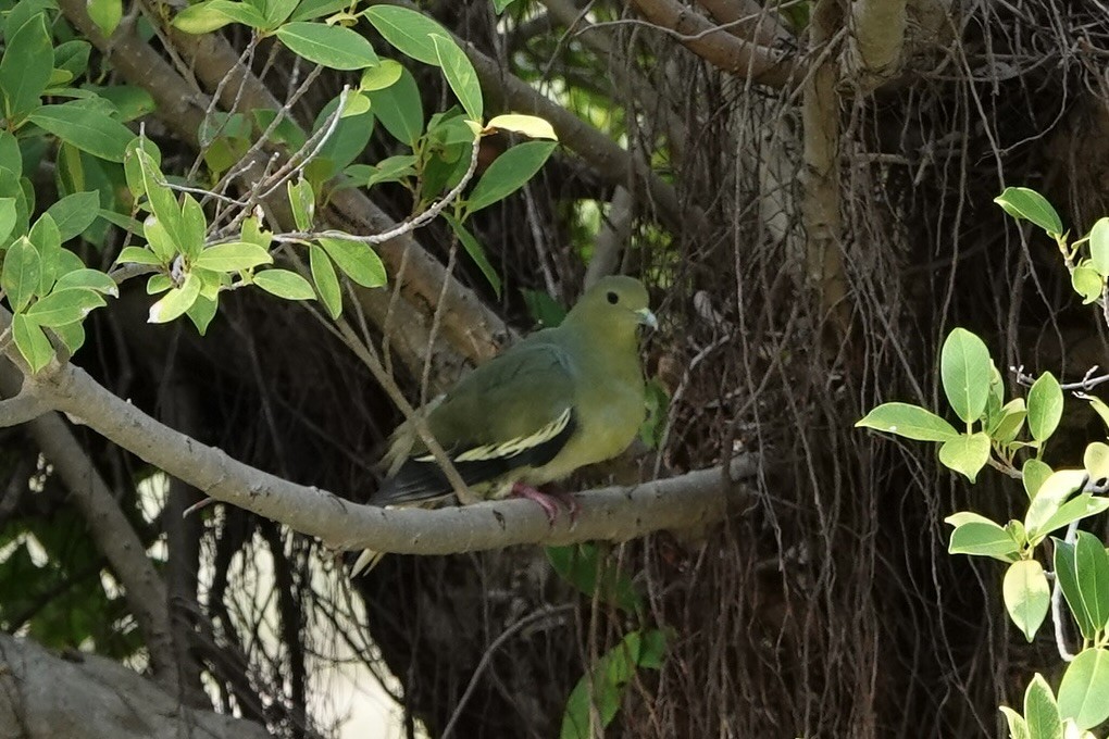 Pink-necked Green-Pigeon - ML642008313