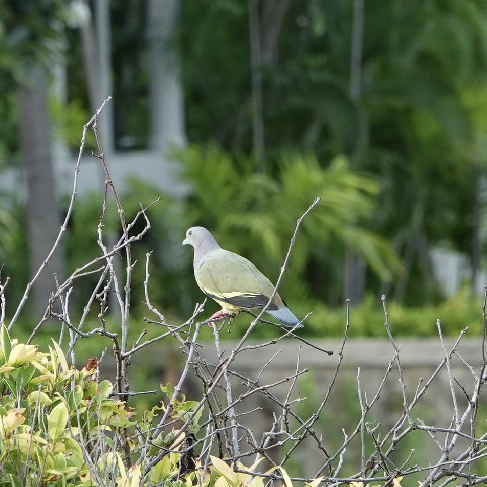 Pink-necked Green-Pigeon - ML642008316