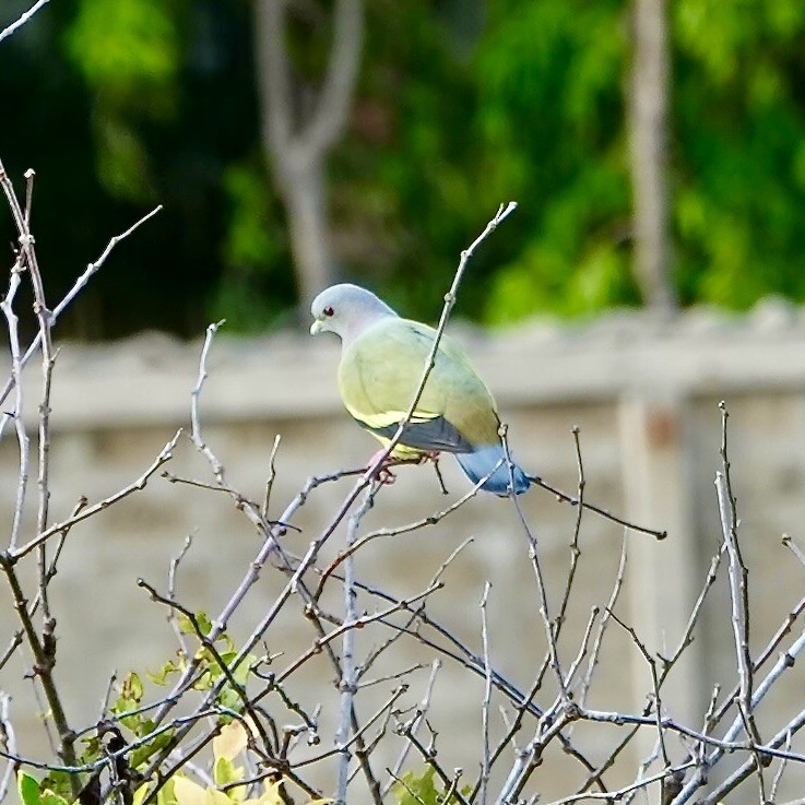 Pink-necked Green-Pigeon - ML642008317