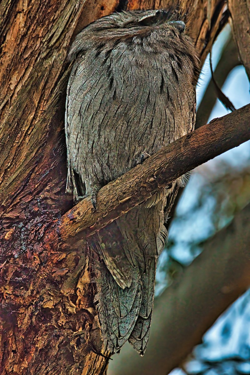 Tawny Frogmouth - ML642008319