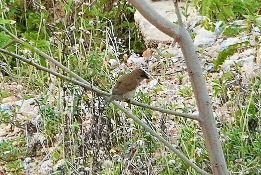 Scaly-breasted Munia - ML642008327