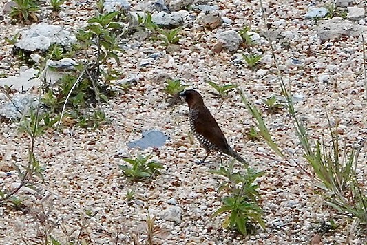 Scaly-breasted Munia - ML642008328