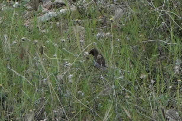 Scaly-breasted Munia - ML642008330