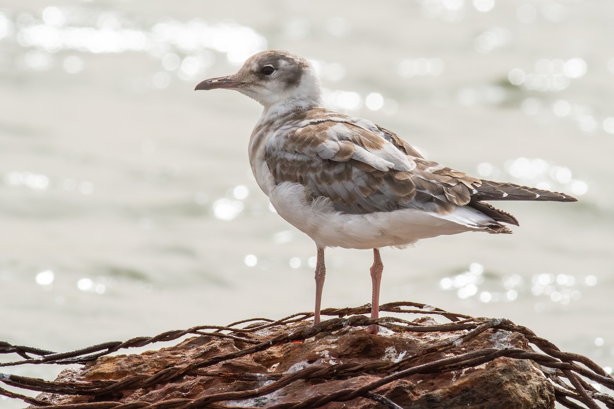 Gray-hooded Gull - ML642008331