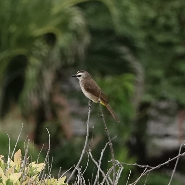 Yellow-vented Bulbul - ML642008332