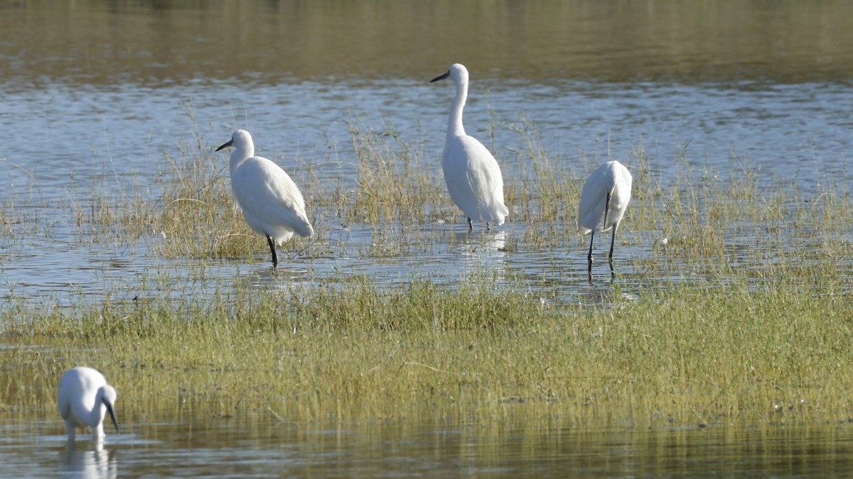 Little Egret - ML642008336
