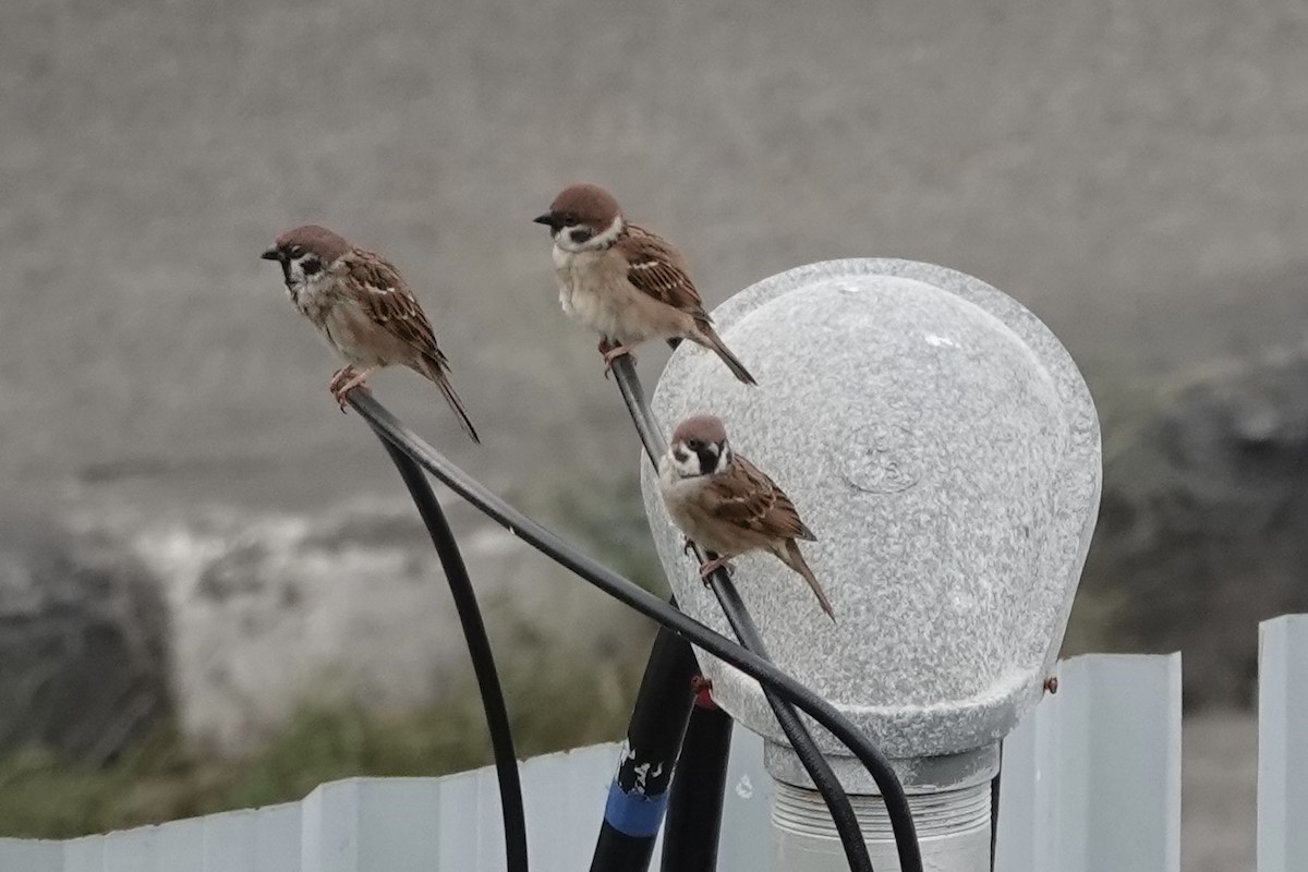Eurasian Tree Sparrow - ML642008340